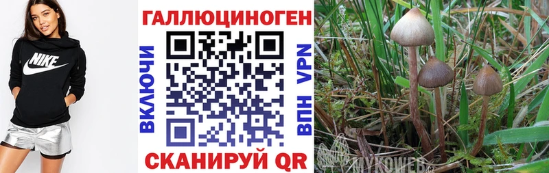 где купить наркотик  Мелеуз  Галлюциногенные грибы Psilocybe 